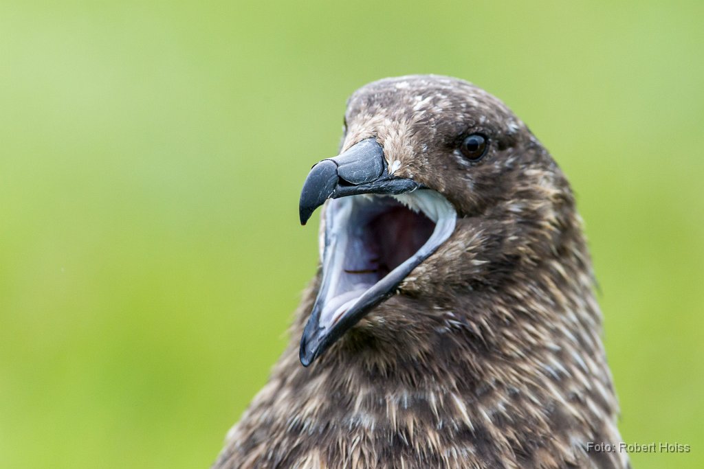 2014-06-31_42_Skua_Raubmoewe_3099_RH.jpg