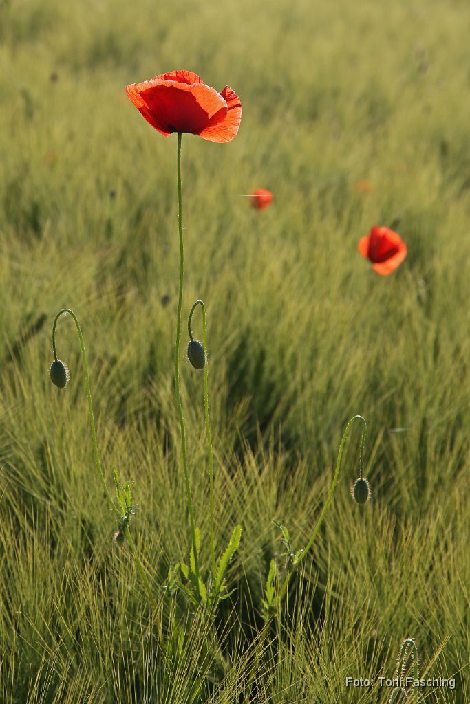 2014-06-05_03_Mohnblume_TF.JPG