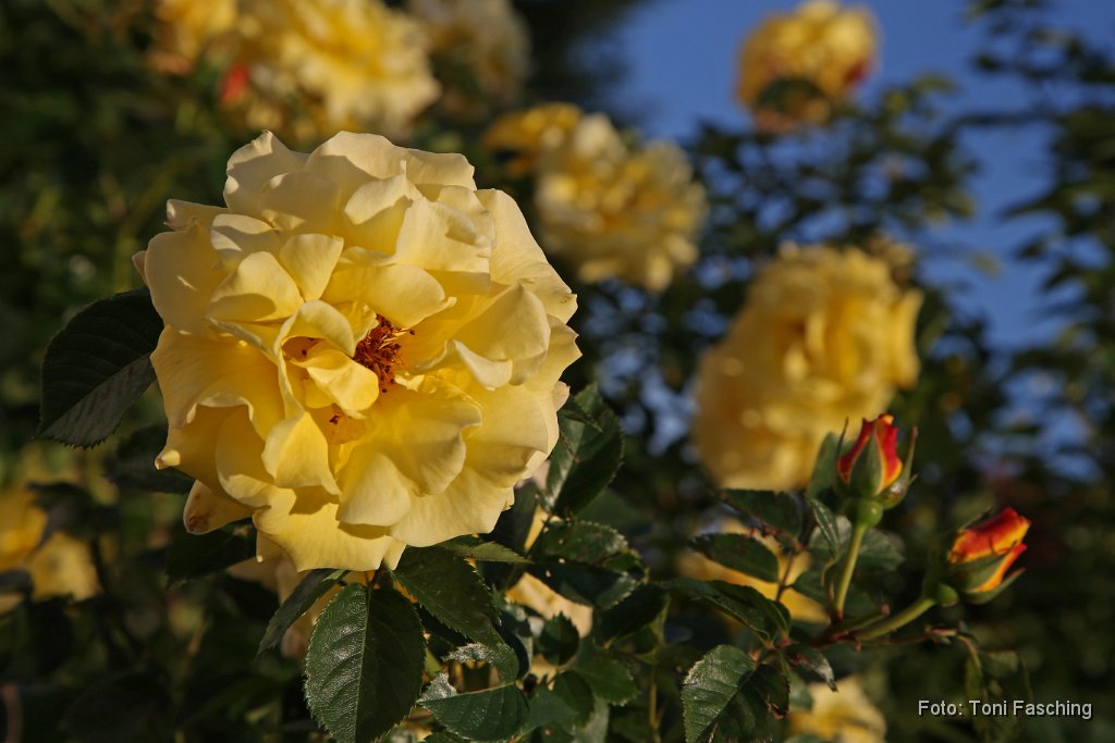 2014-06-05_04_Rose_TF.JPG