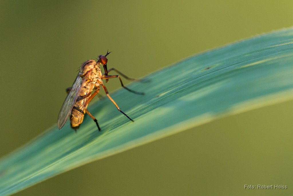 2014-08-31_16_Fliege_8765_RH.jpg