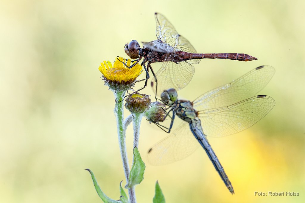 2014-08-31_31_Heidelibellen_3482_RH.jpg