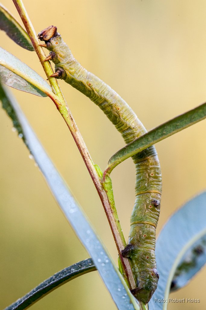 2014-08-31_32_Spannerraupe_3564_RH.jpg