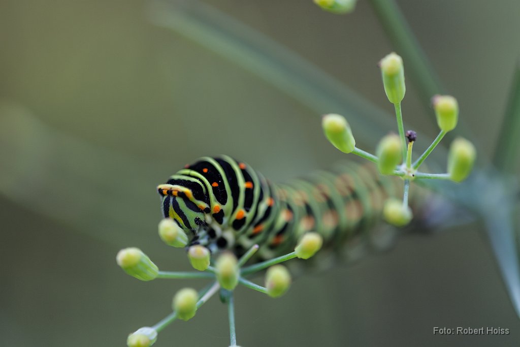 2014-09-31_01_Schwalbenschwanzraupe_4499_RH.jpg