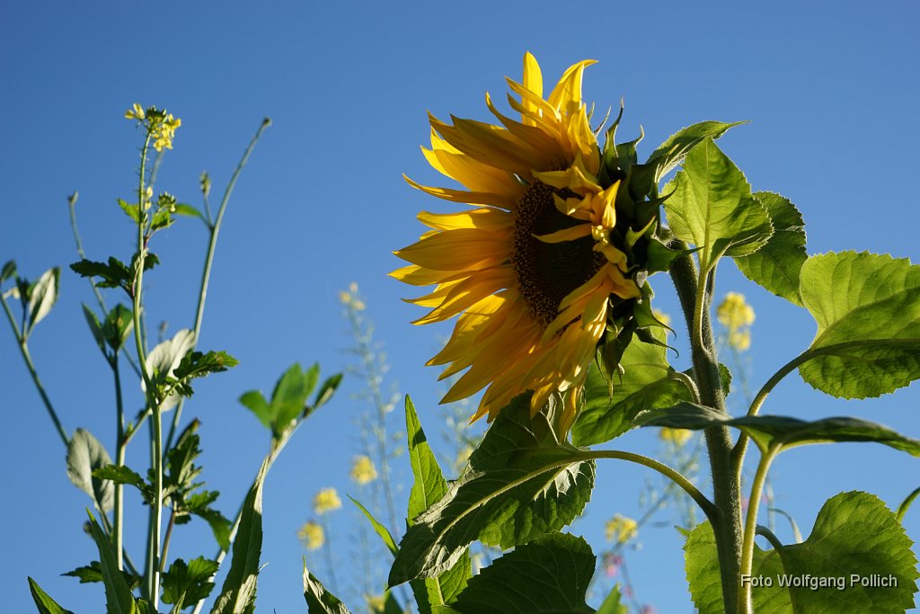 2014-10-18_008_Sonnenblume_WP.JPG