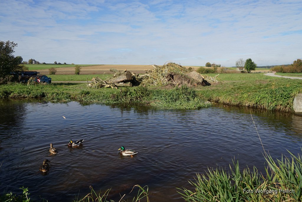 2014-10-26_012_Trauerweide_Rest_WP.JPG
