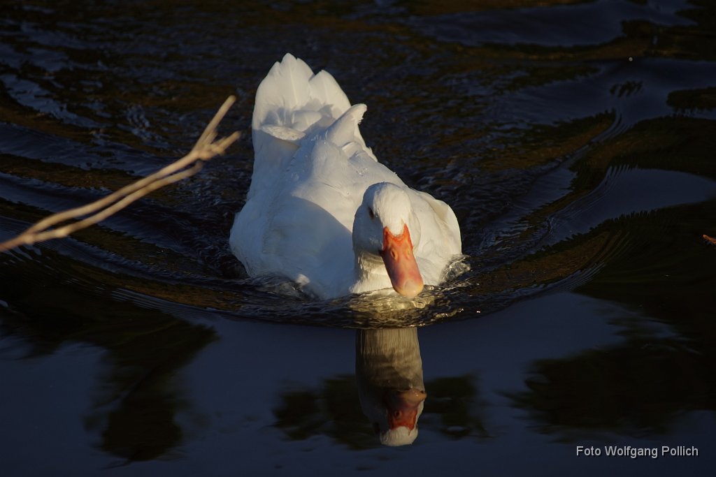 2014-10-26_017_Enten-in-der-Maisach_WP.JPG