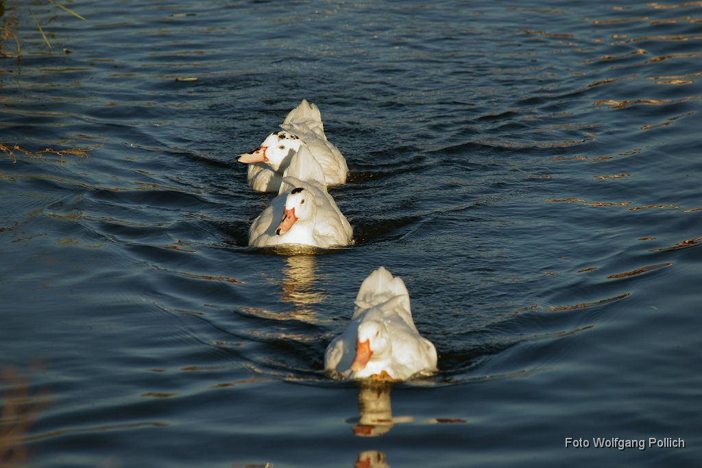 2014-10-26_019_Enten-in-der-Maisach_WP.JPG