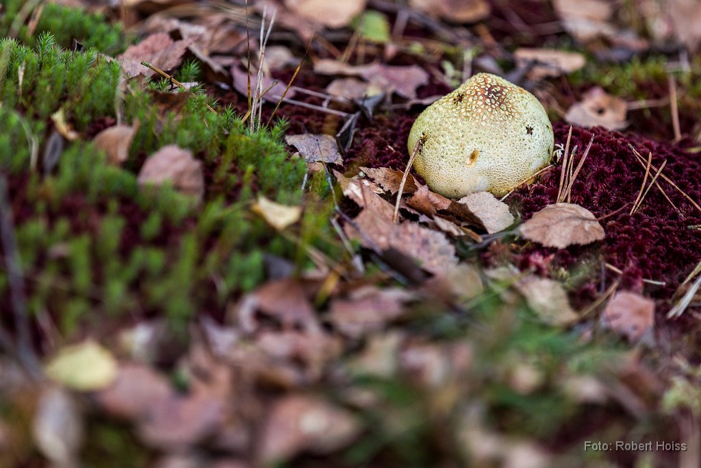 2014-11-30_01_Kartoffelbovist_2349_RH.jpg