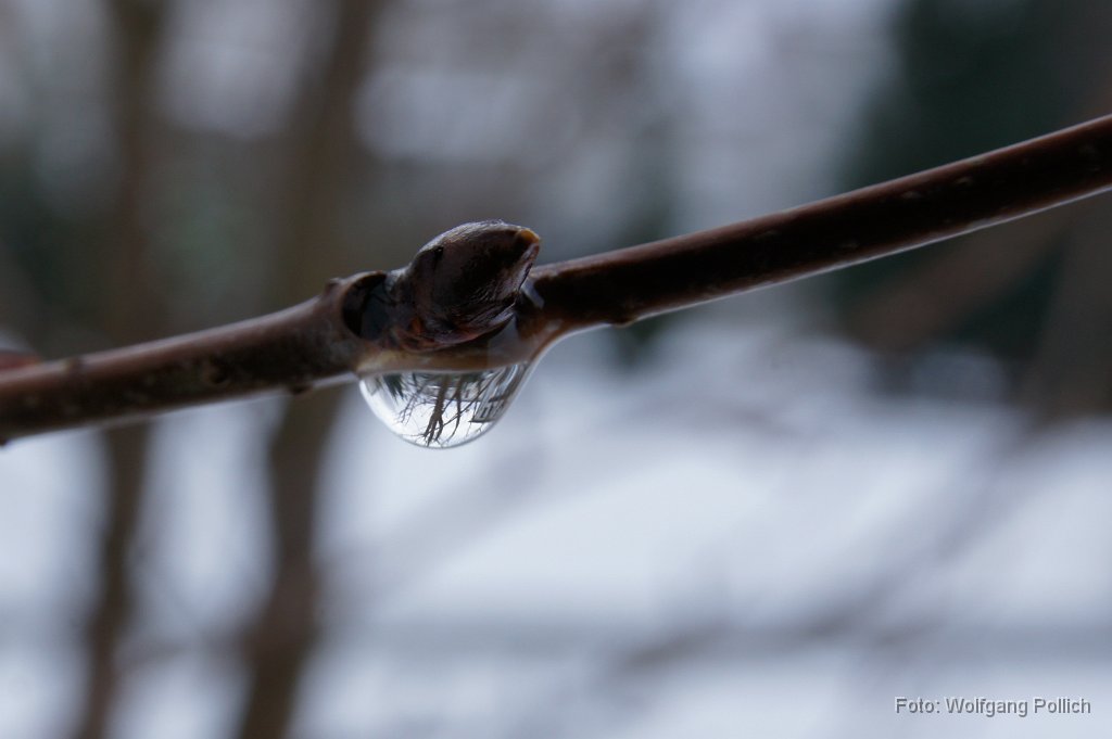 2015-01-31_08_Apfelknospe_Januar_20150118_WP.JPG