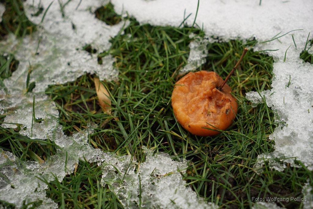 2015-01-31_09_Winterapfel_20150118_WP.JPG