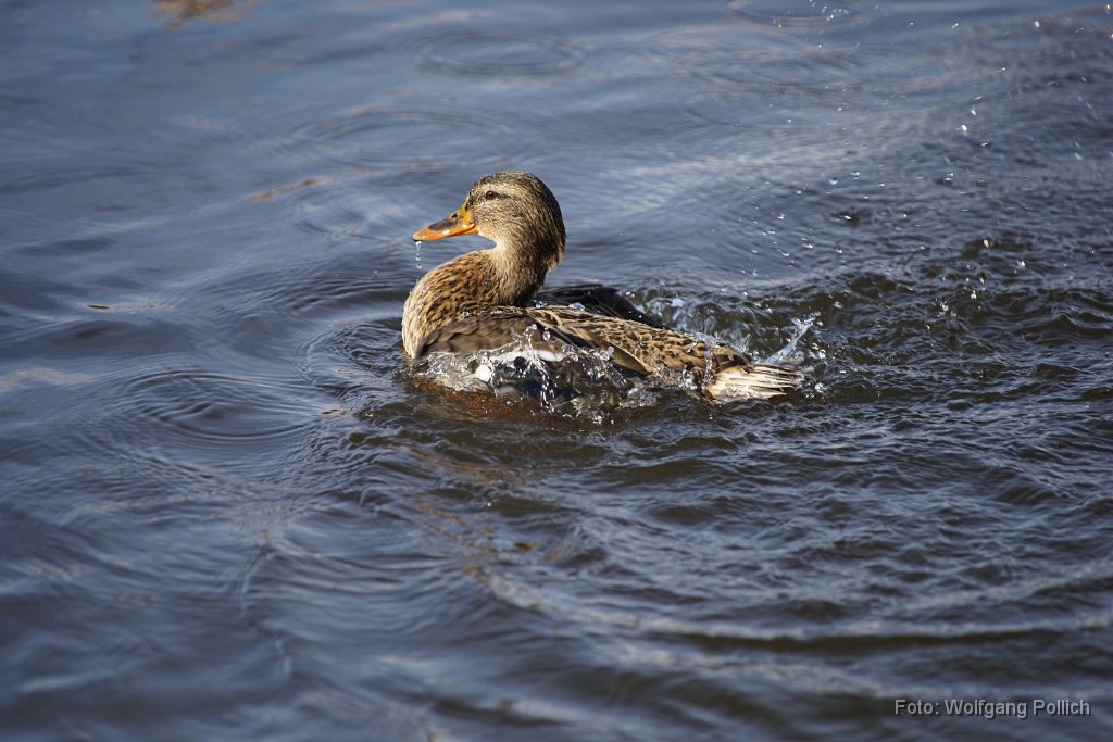 2015-01-31_19_Maisach_Enten_20150131_WP.JPG