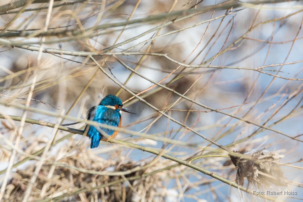 2015-02-31_05_Eisvogel_5644_RH.jpg
