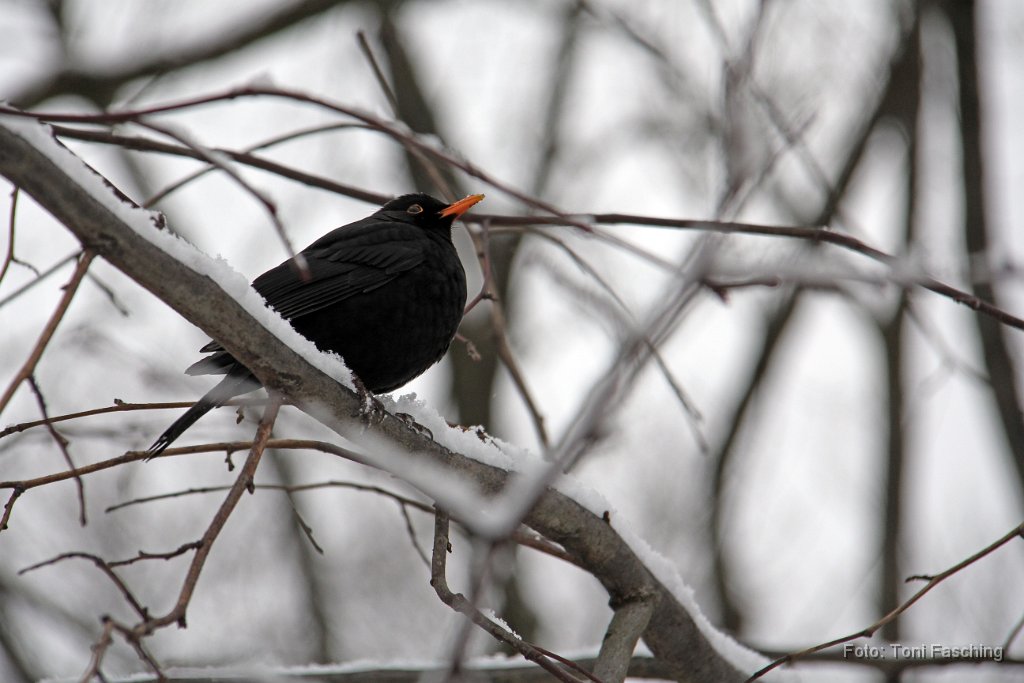 2015-02-02_02_Amsel_TF.JPG