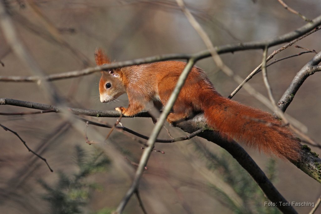 2015-02-26_02_Eichhoernchen_TF.JPG