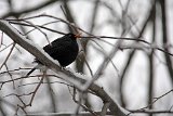 2015-02-02_02_Amsel_TF