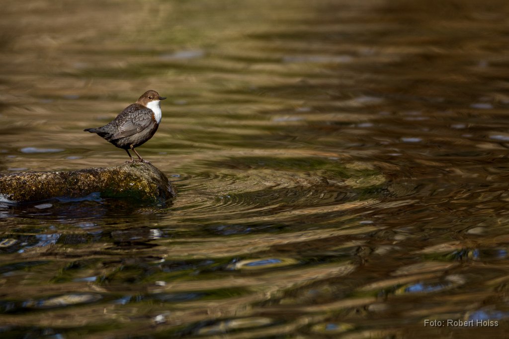 2015-03-31_09_Wasseramsel_0179_RH.jpg