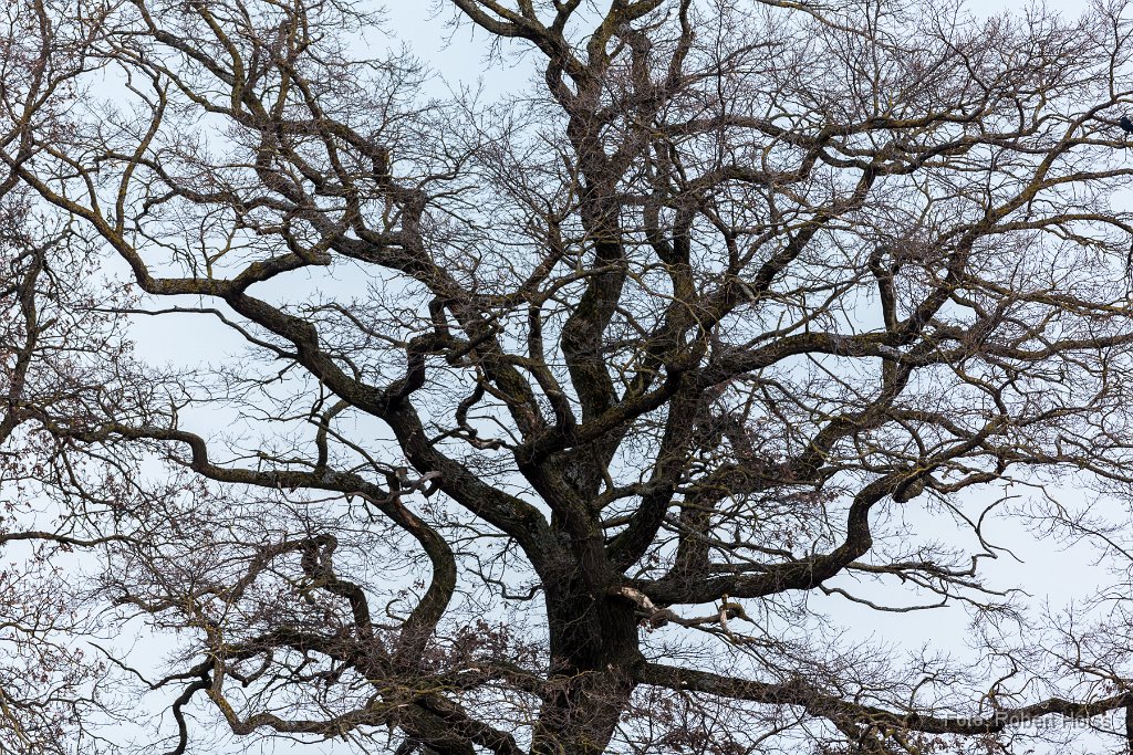 2015-03-31_20_Strukturen_0539_RH.jpg