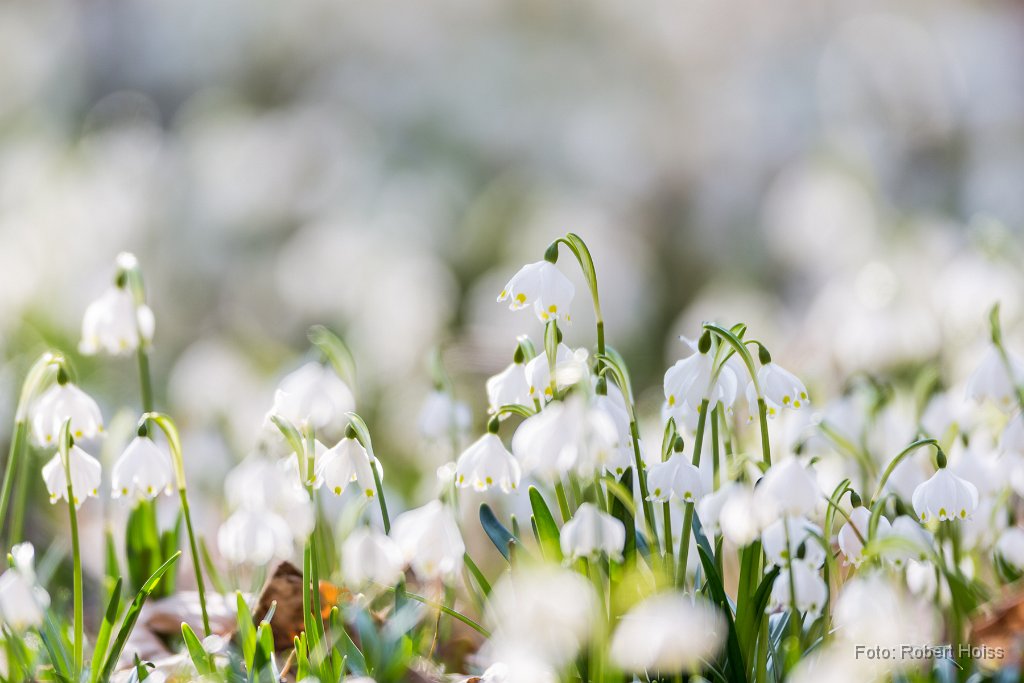 2015-03-31_27_Maerzenbecher_0814_RH.jpg