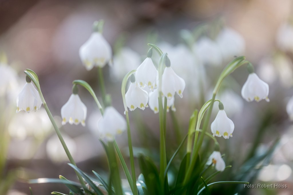 2015-03-31_29_Maerzenbecher_0893_RH.jpg