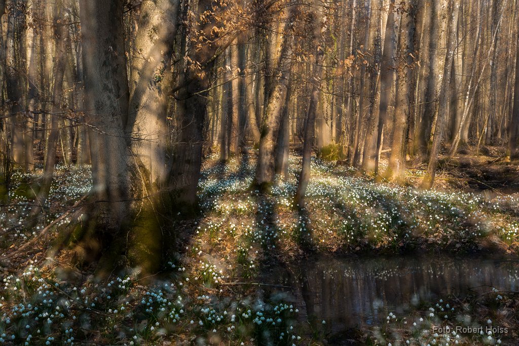2015-03-31_31_Maerzenbecher_0934_RH.jpg