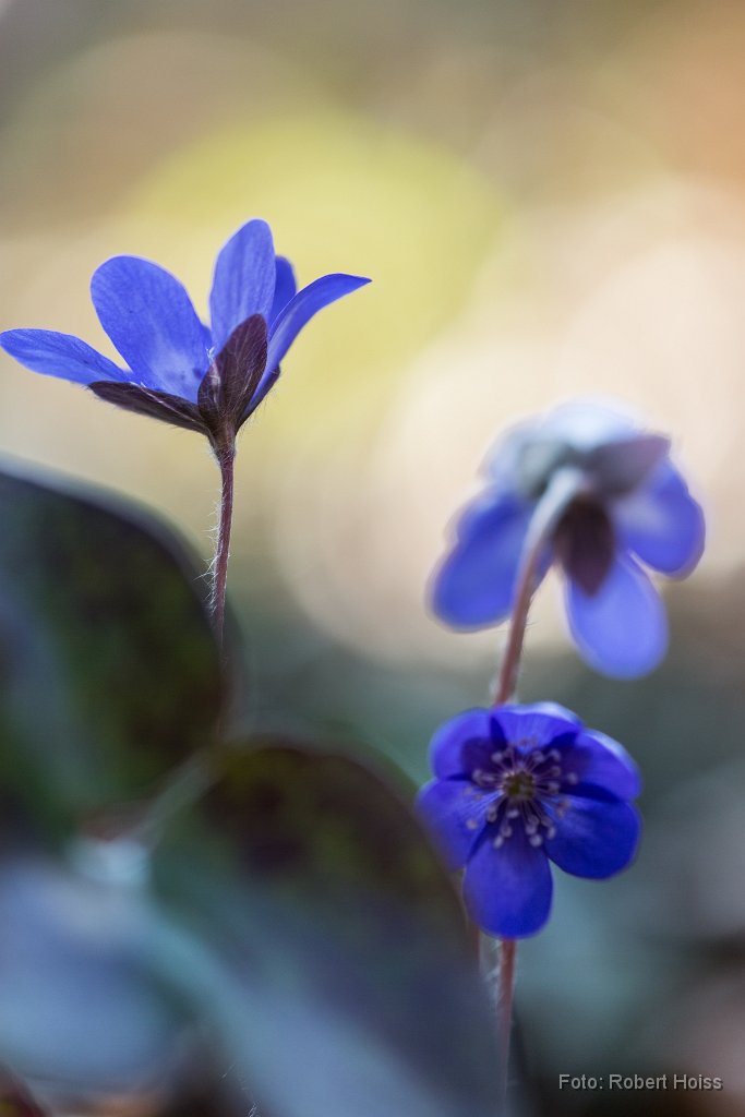 2015-03-31_38_Leberbluemchen_1263_RH.jpg