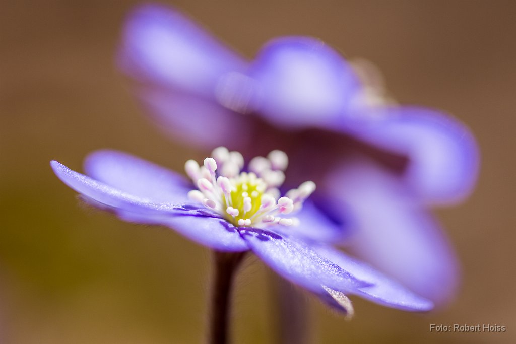 2015-03-31_51_Leberbluemchen_1683_RH.jpg