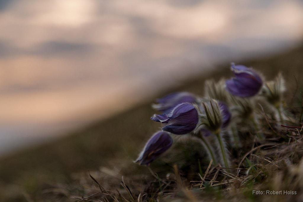 2015-03-31_58_Kuechenschellen_1818_RH.jpg