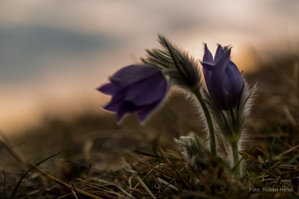 2015-03-31_60_Kuechenschellen_1841_RH.jpg