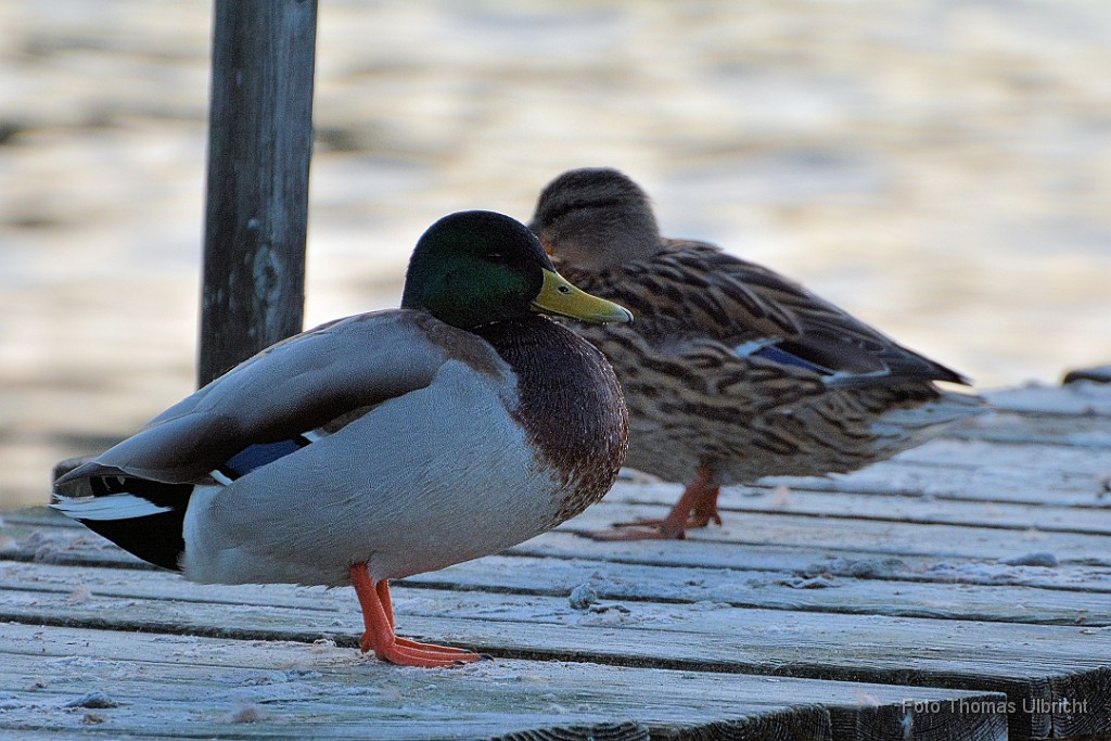2015-03-31_08_Enten_Ammersee_6060_1_TU.JPG