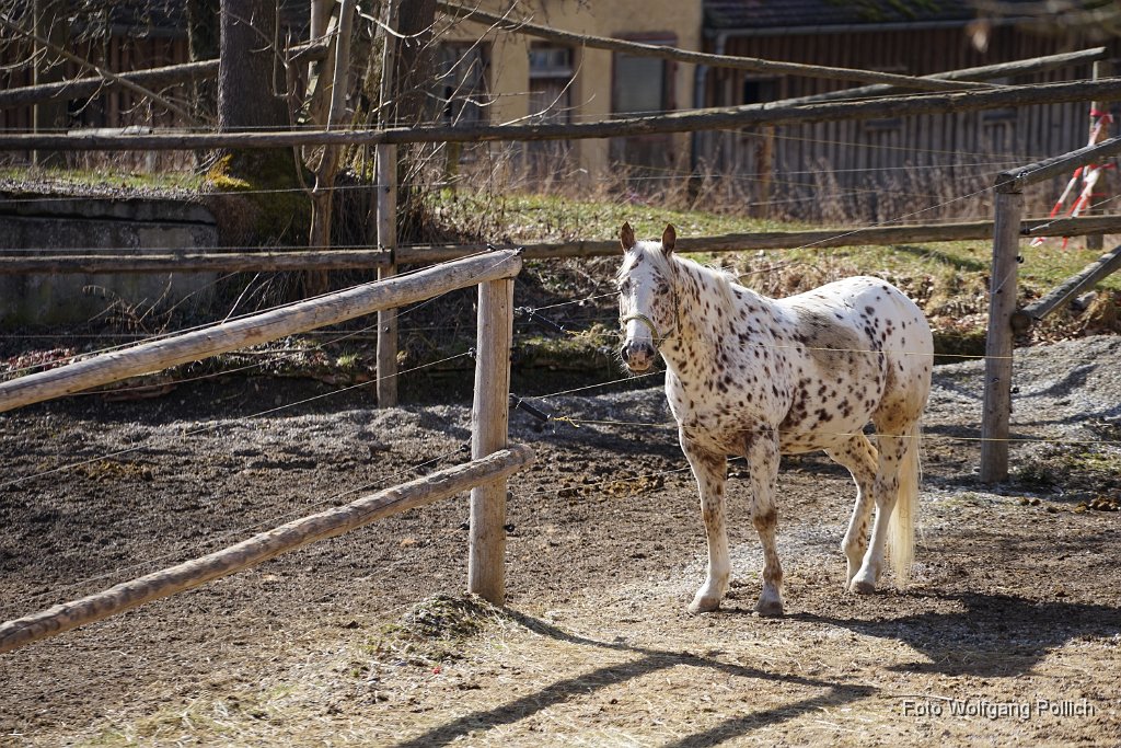 2015-03-31_004_Apfelschimmel-beim-Gut-Nannhofen_WP.JPG