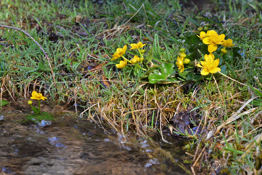 2015-04-09_11_Sumpf-Dotterblume_RM_1098.jpg