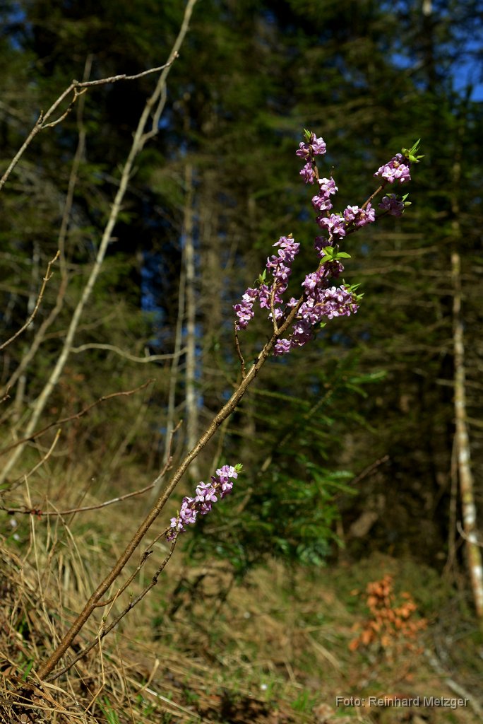 2015-04-09_12_Seidelbast_RM_1361.jpg