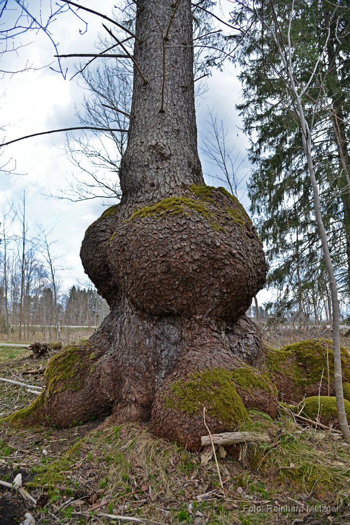2015-04-13_19_Baum_RM_1226.jpg
