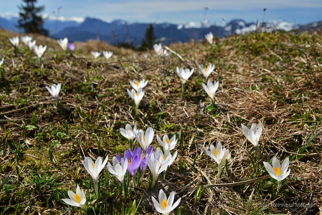 2015-04-15_22_Krokus_RM_1299.jpg