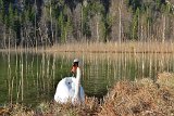 2015-04-13_16_Schwan_im_Schwansee_RM_1147