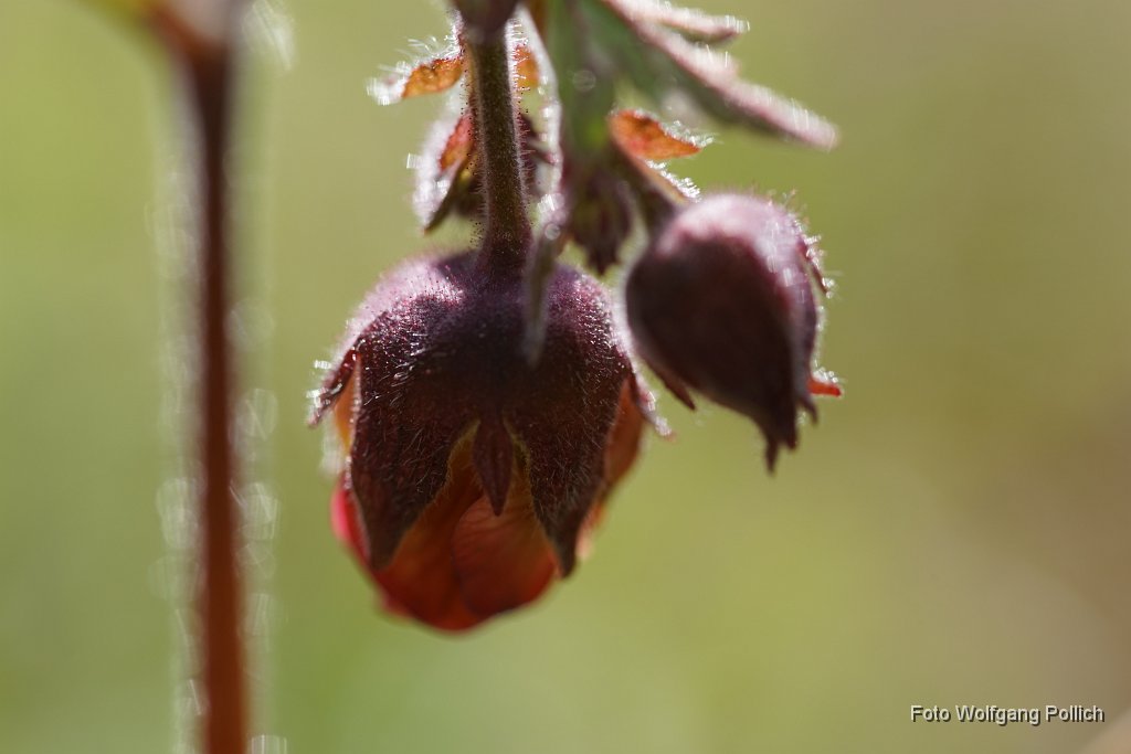 2015-04-30_036_Blutstroepferl_WP.JPG