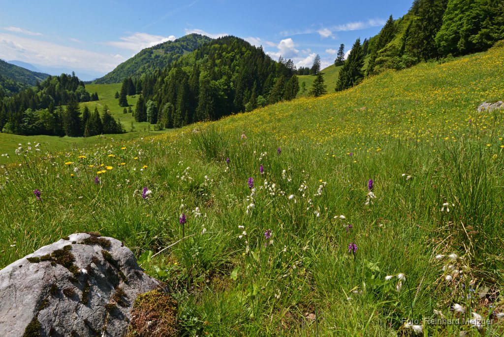 2015-05-31_23_Bergwiese_RM.jpg