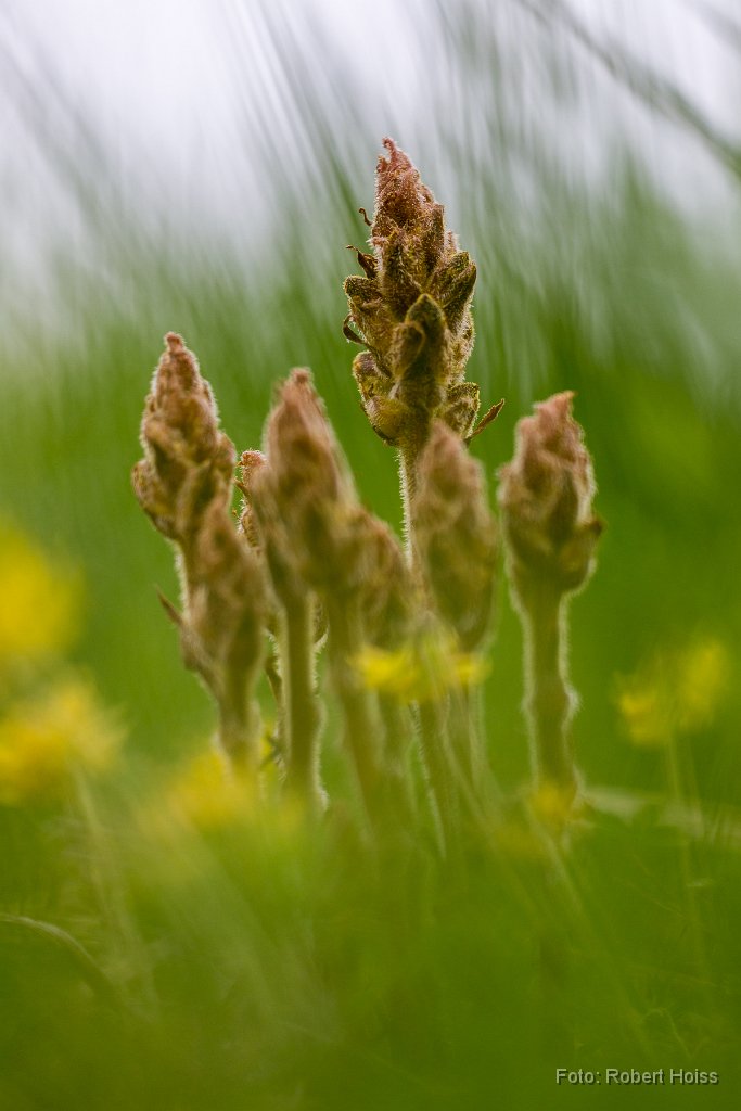 2015-05-31_32_Sommerwurz_3801_RH.jpg