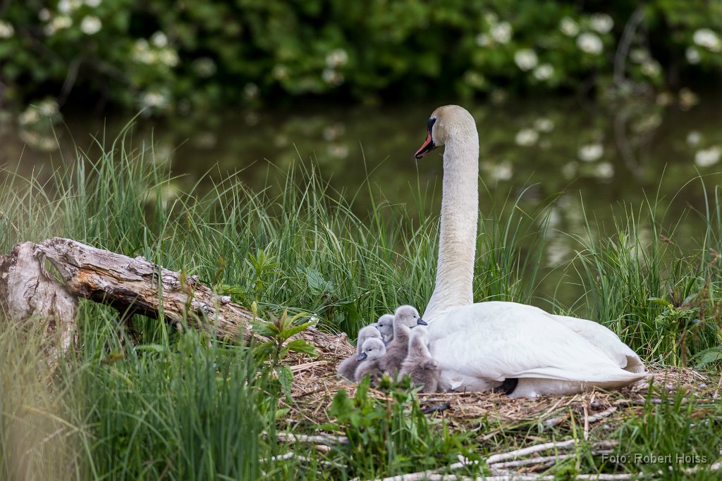 2015-05-31_39_Schwan_4040_RH.jpg