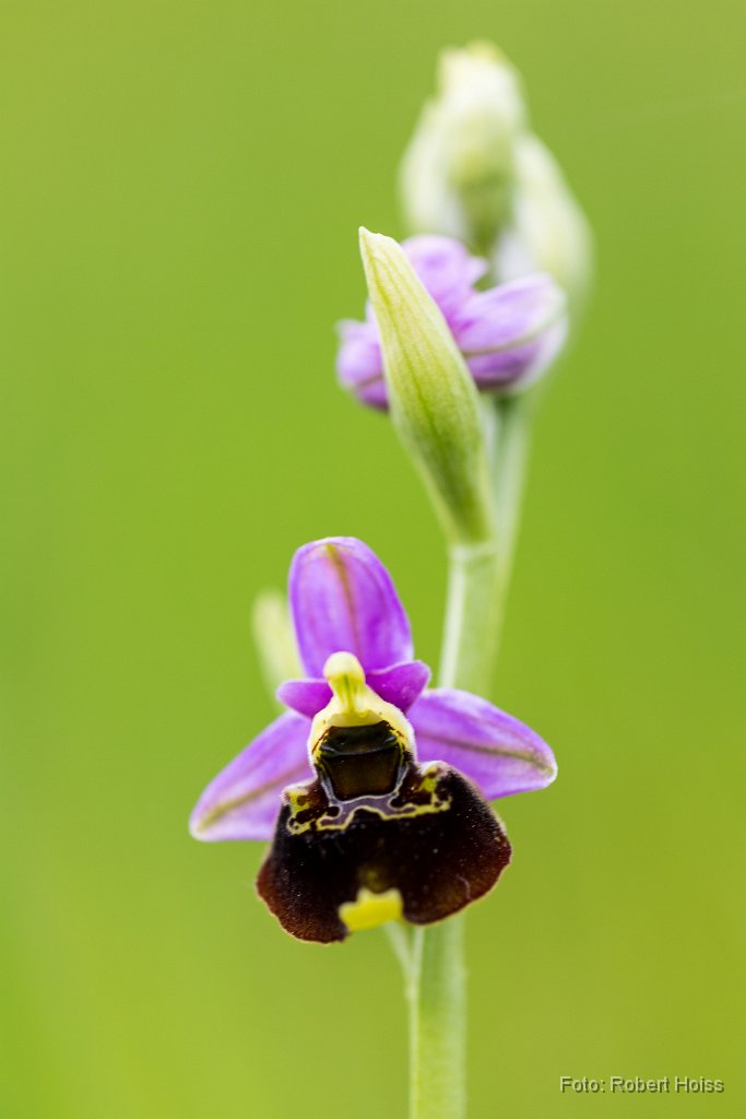 2015-05-31_40_Hummelragwurz_4278_RH.jpg