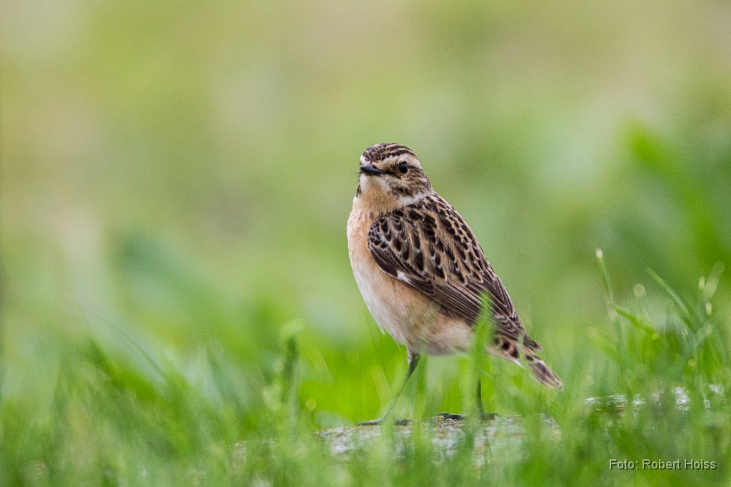 2015-05-31_56_Braunkehlchen_5546_RH.jpg