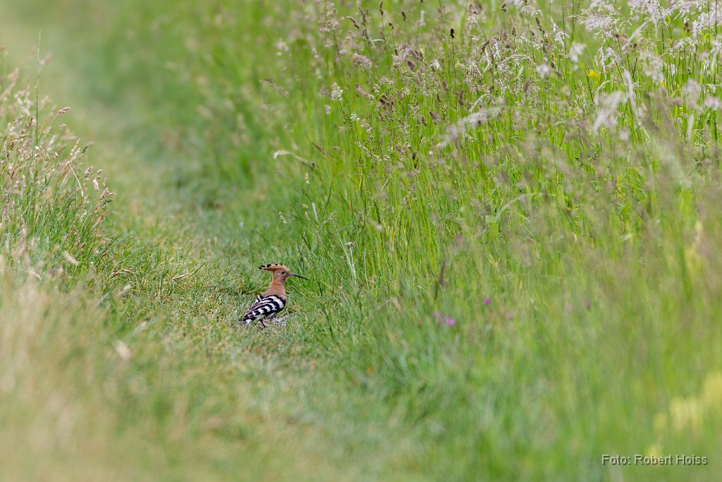 2015-05-31_70_Wiedehopf_6341_RH.jpg