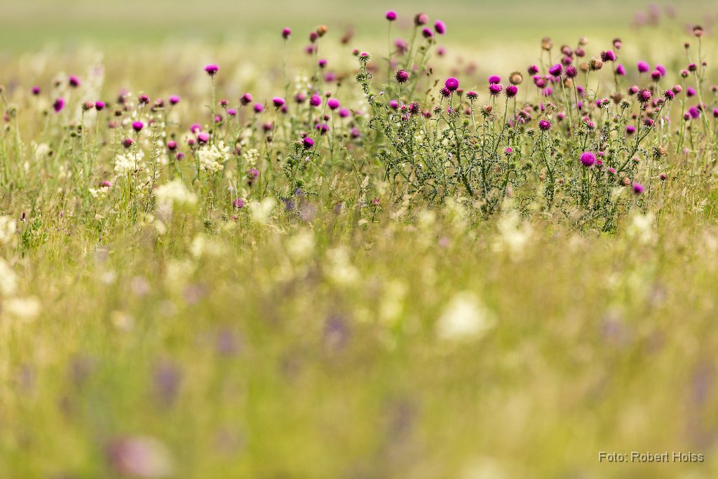 2015-05-31_71_Blumenwiesen_6078_RH.jpg
