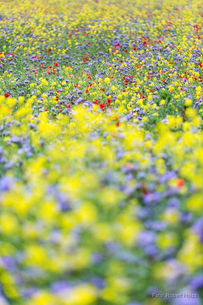 2015-05-31_73_Blumenwiesen_6294_RH.jpg