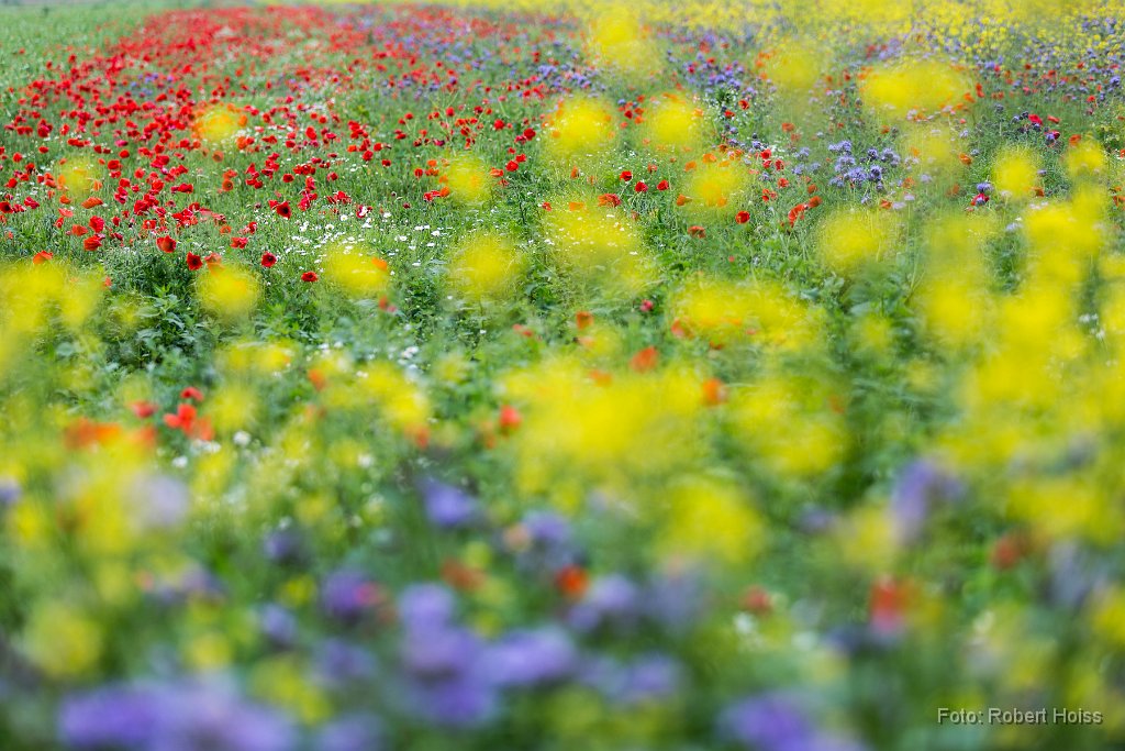 2015-05-31_75_Blumenwiesen_6324_RH.jpg