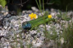 2015-05-31_104_Smaragdeidechse_9510_RH
