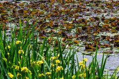 2015-05-31_121_Krugholzweiher_1359_RH