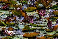 2015-05-31_122_Krugholzweiher_1365_RH