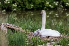 2015-05-31_39_Schwan_4040_RH