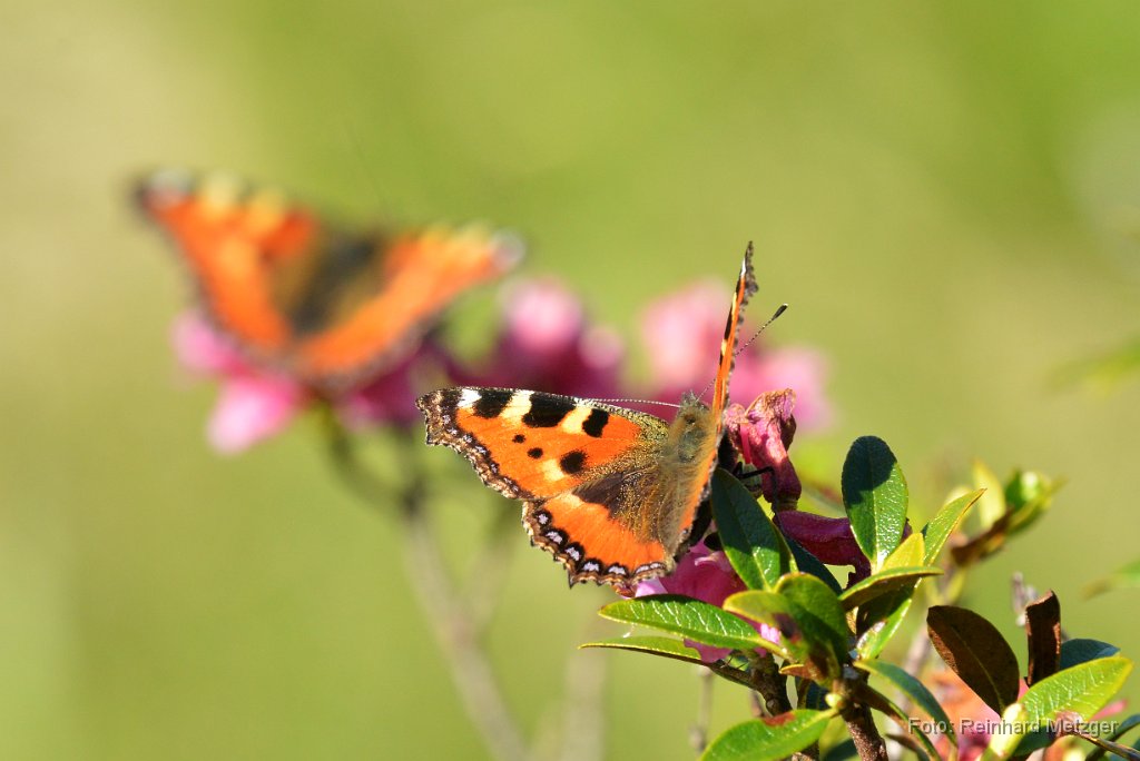 2015-06-30_81_Kleiner-Fuchs_RM.jpg